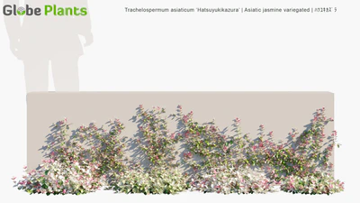 trachelospermum asiaticum hatsuyukikazura — download