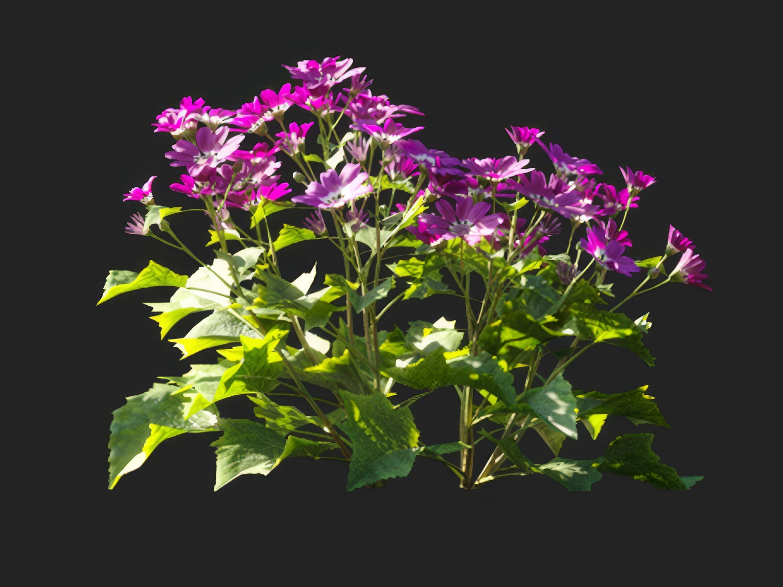 pericallis x hybrida 006 — Download