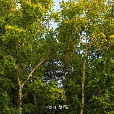 Панорамы с тополями — Вид 2