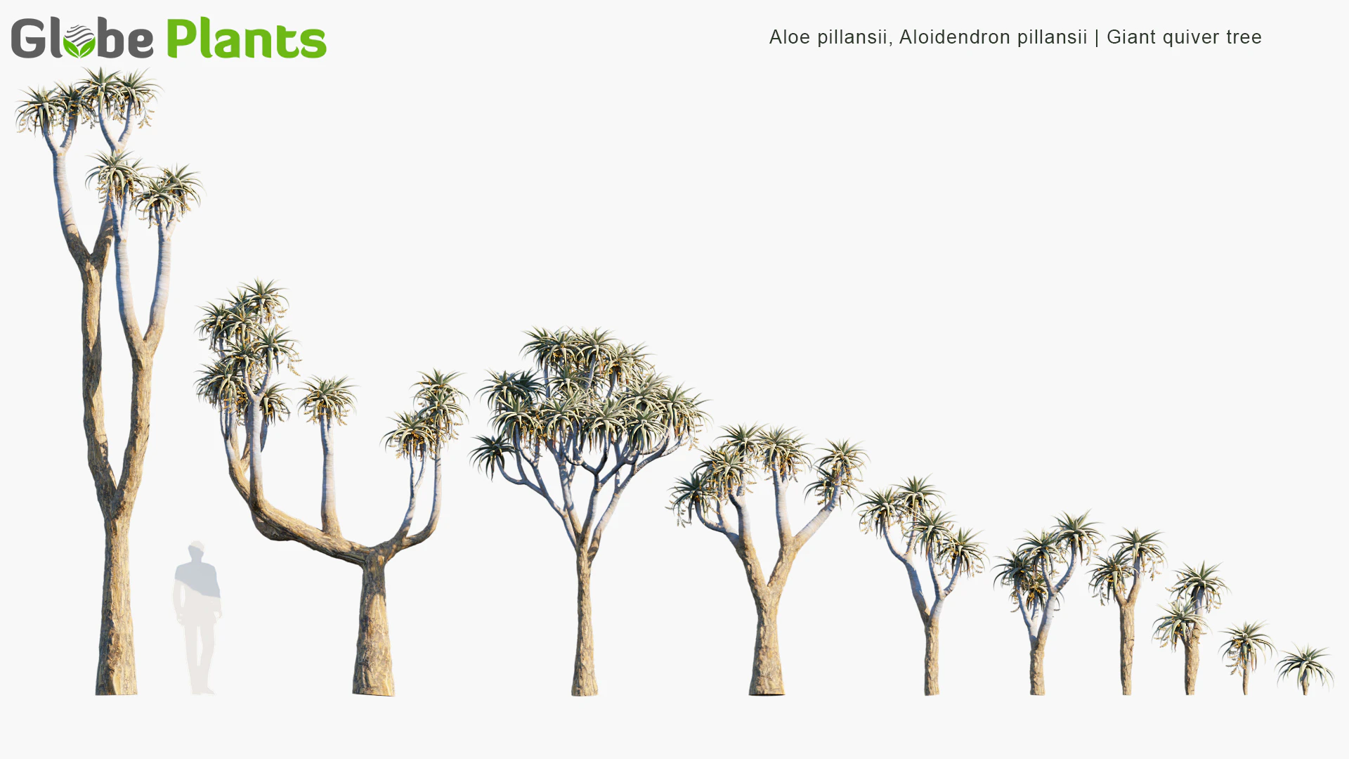 aloe pillansii — Download