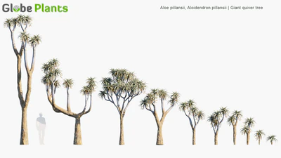 aloe pillansii — download