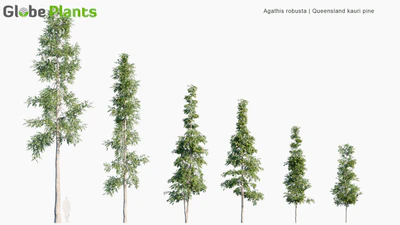 agathis robusta — download