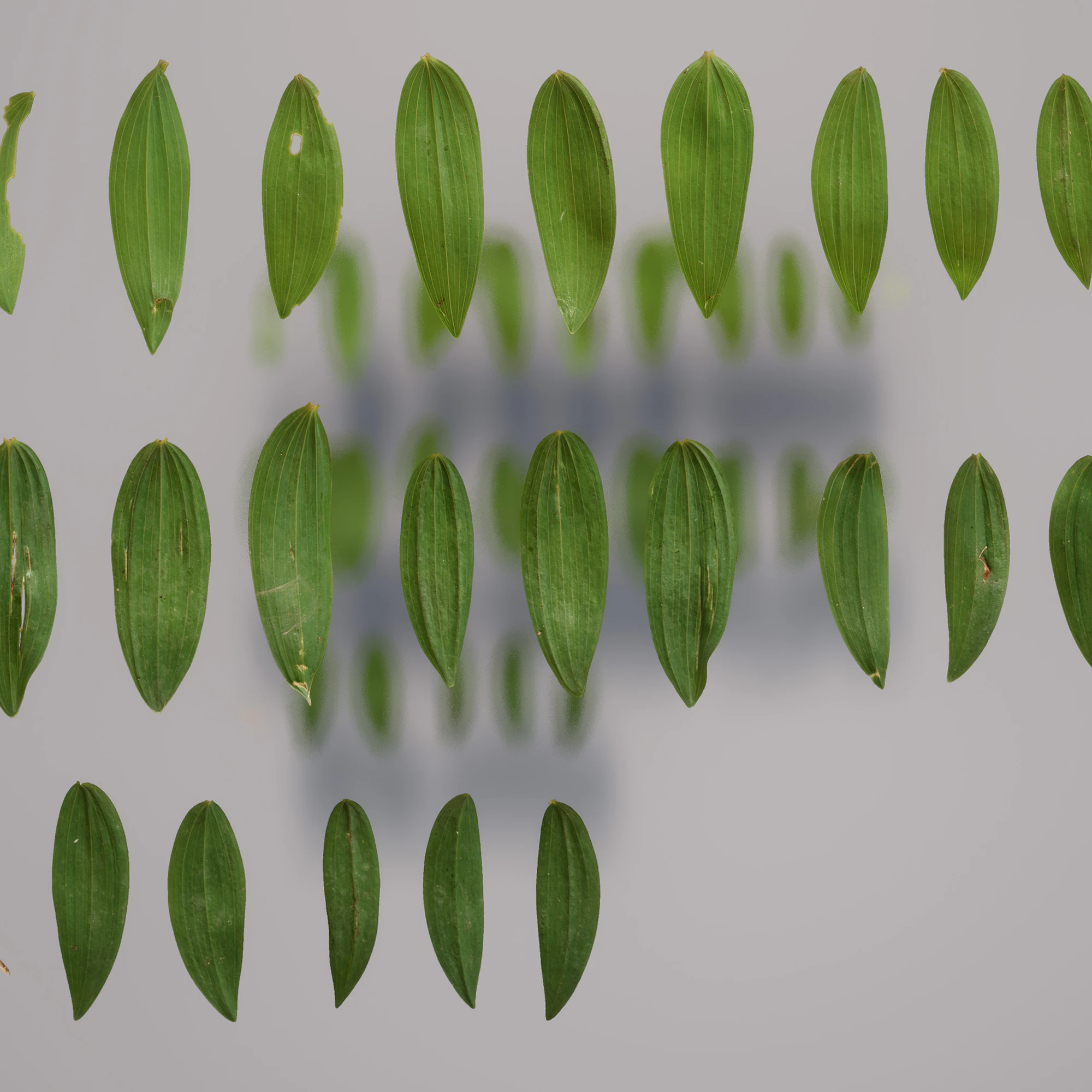 polygonatum multiflorum — Download