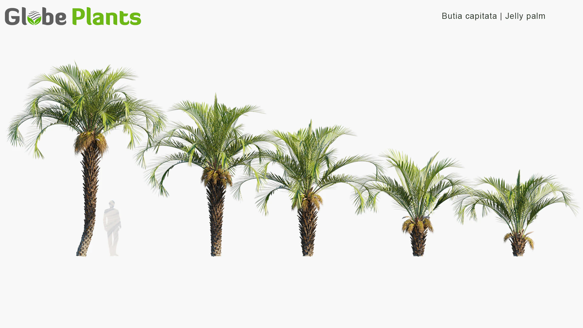 butia capitata — Download
