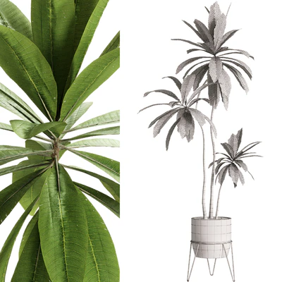 Indoor Plants - 25 Plants in pot — Ver 2