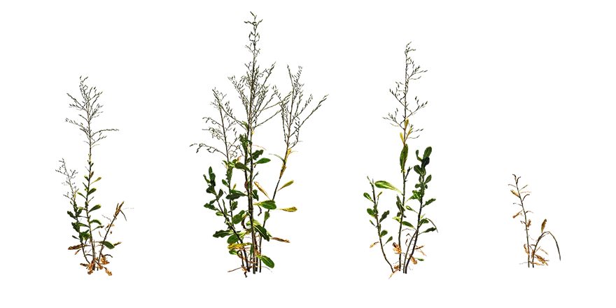 prickly lettuce 001 — Descargar