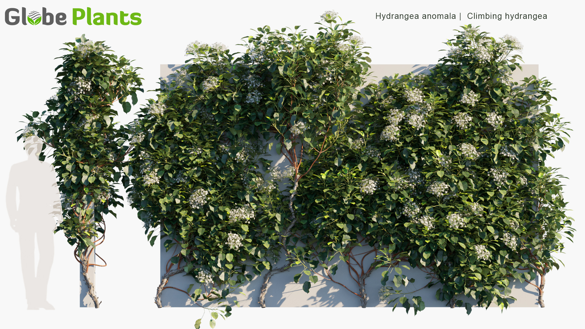 hydrangea anomala — Download