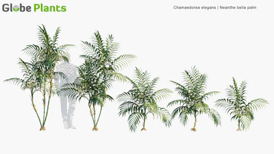 chamaedorea elegans — download