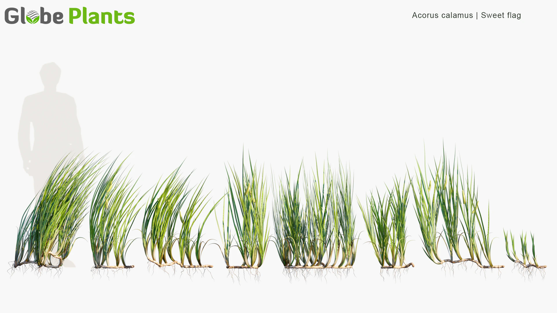 acorus calamus — Download