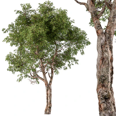 Broadleaf Tree Set 217 — descargar