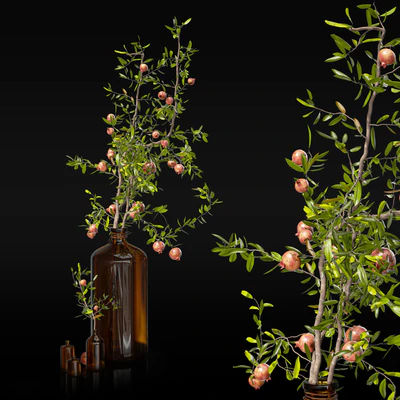 Pomegranate branches in pharmacy bottles — Ver 3