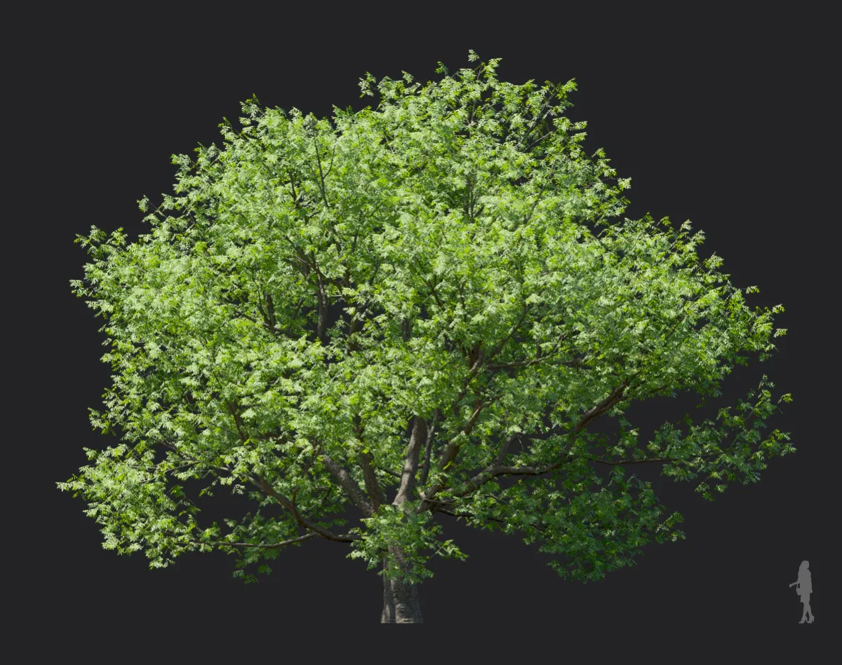 phellodendron amurense 003 — Скачать