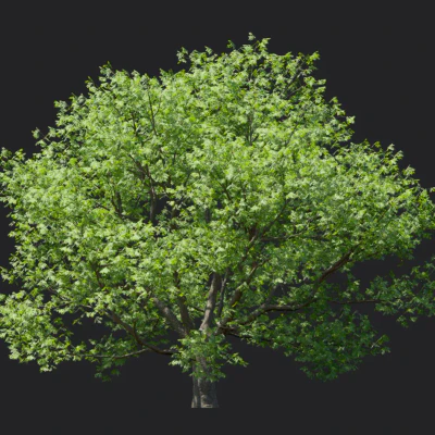 phellodendron amurense 003 — download