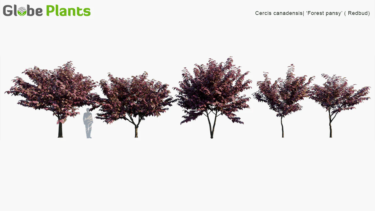 cercis canadensis forest pansy — Скачать