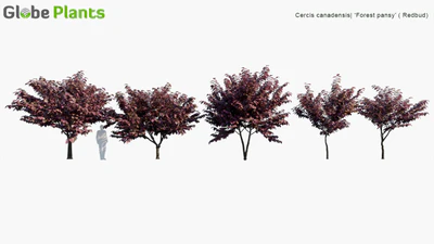 cercis canadensis forest pansy — download