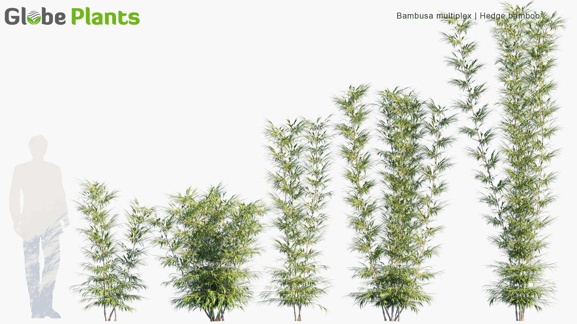 bambusa multiplex — Скачать