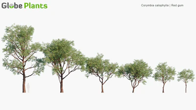 corymbia calophylla — download