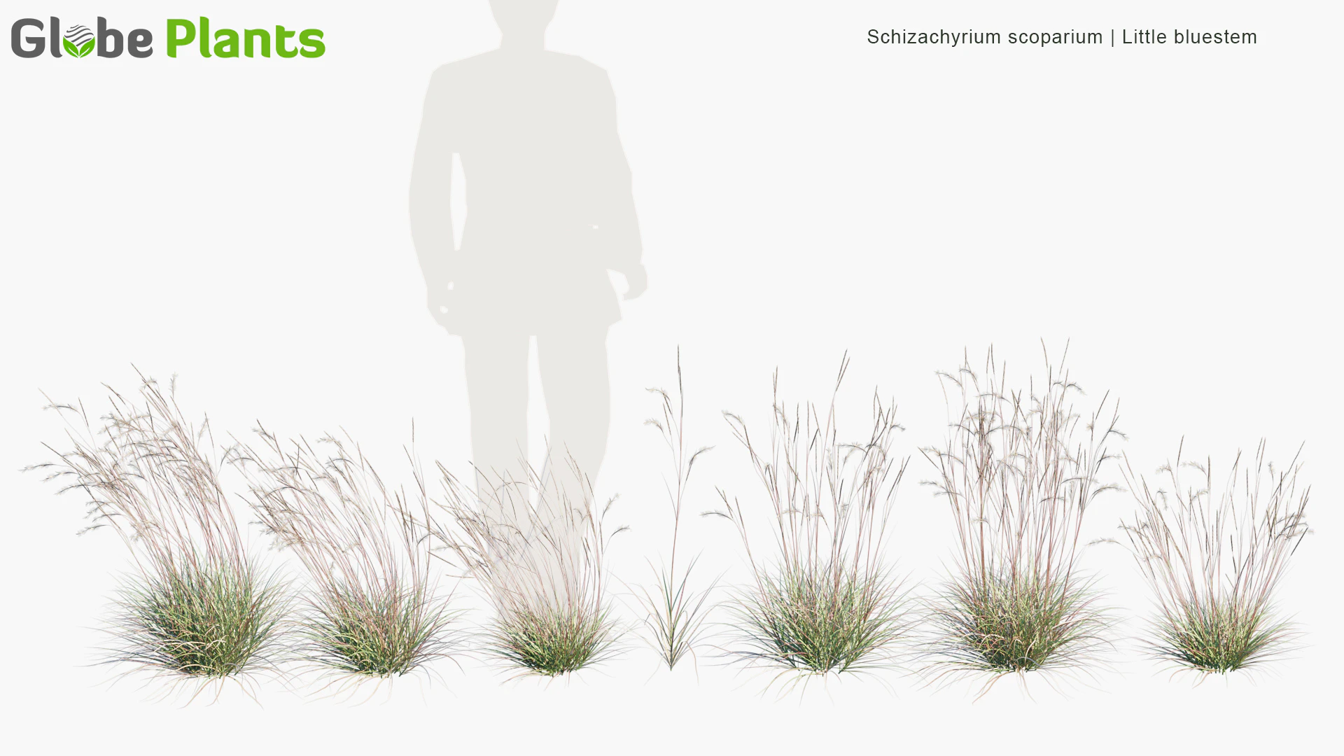 schizachyrium scoparium — Download