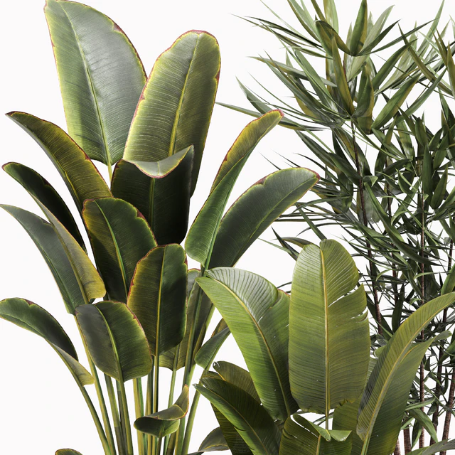 Indoor Plant Set 031 — Скачать