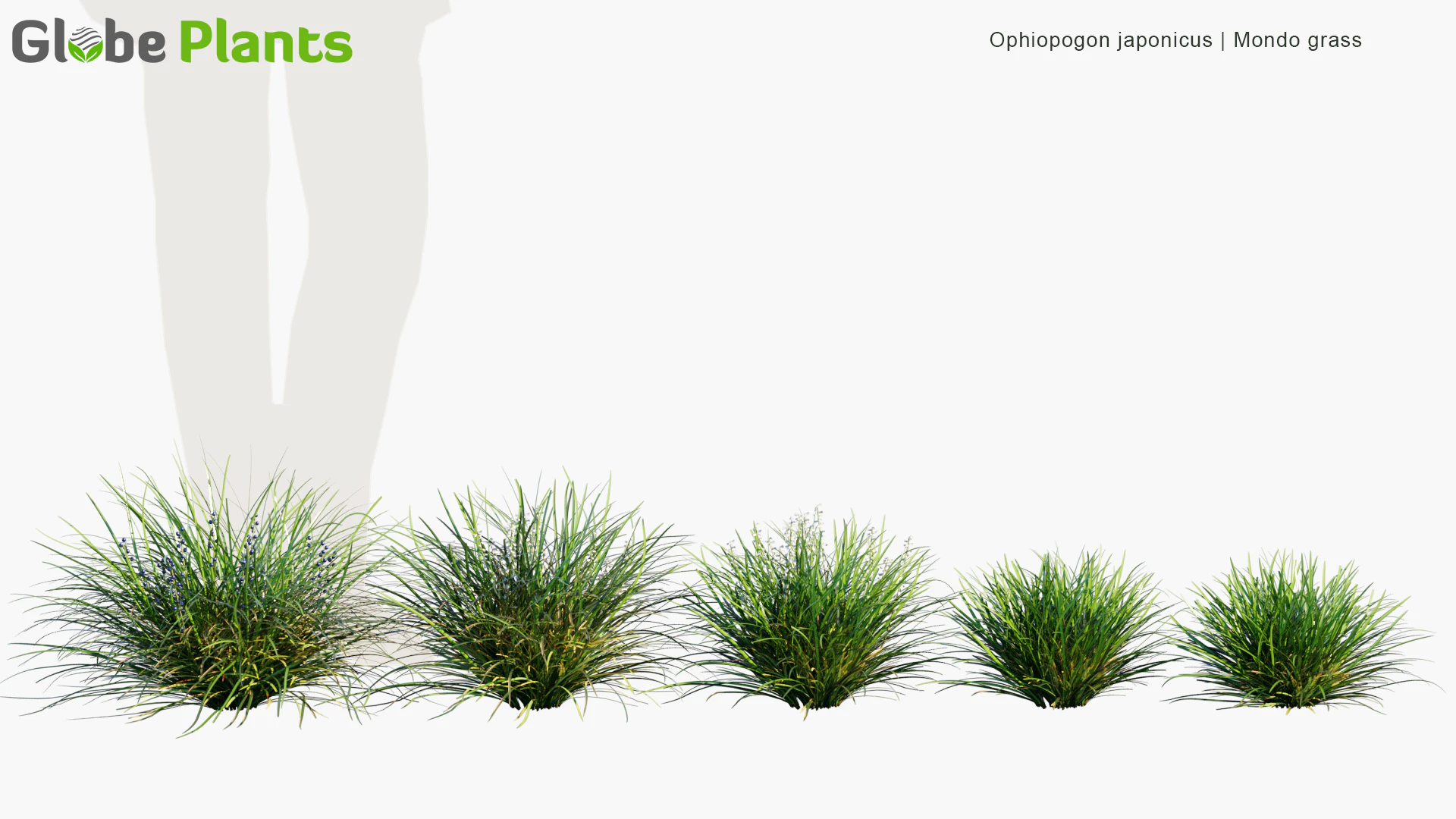ophiopogon japonicus — Download