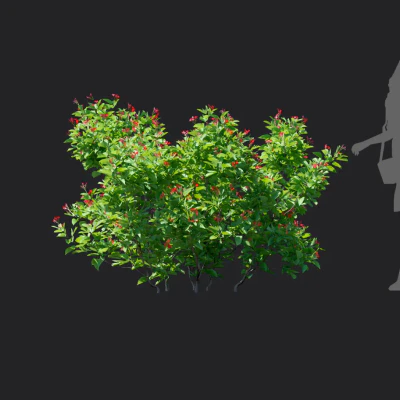 jatropha integerrima 004 — download