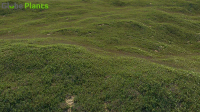 eremochloa ophiuroides — download