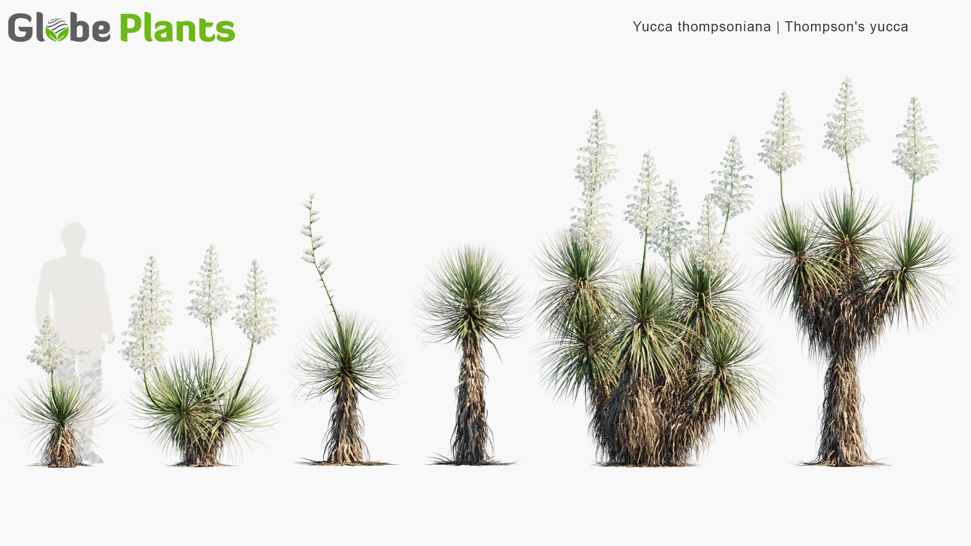 yucca thompsoniana — Descargar