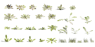 curbside weeds 002 — download