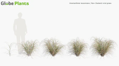 anemanthele lessoniana — download