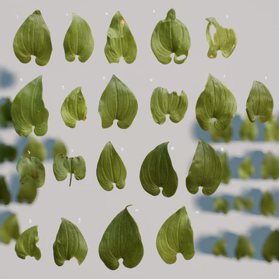 maianthemum bifolium — download