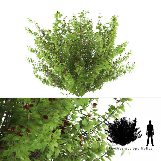 Пузыреплодник калинолистный куст | Physocarpus opulifolius — Скачать