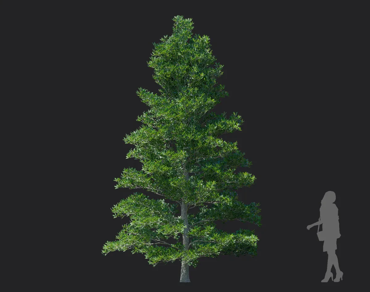 ternstroemia gymnanthera 002 — Скачать