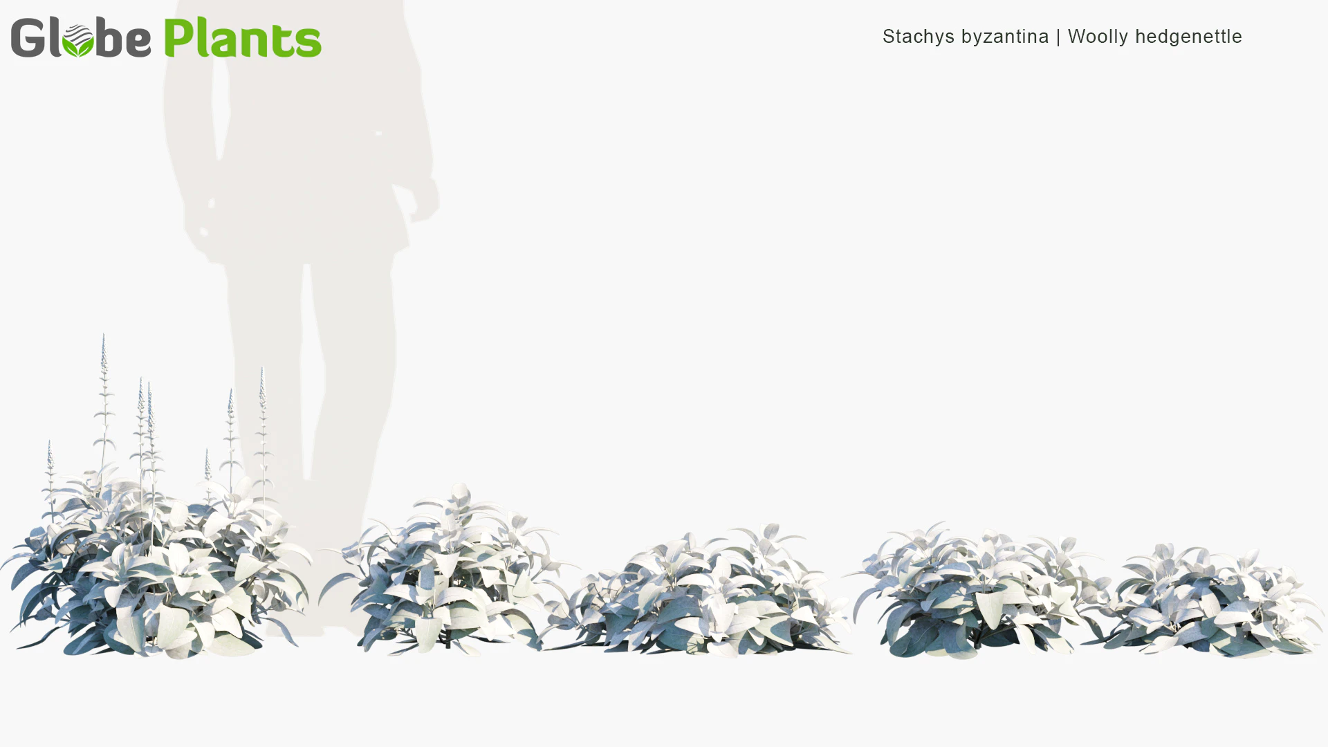 stachys byzantina — Descargar