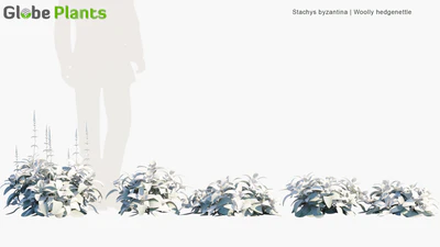 stachys byzantina — download