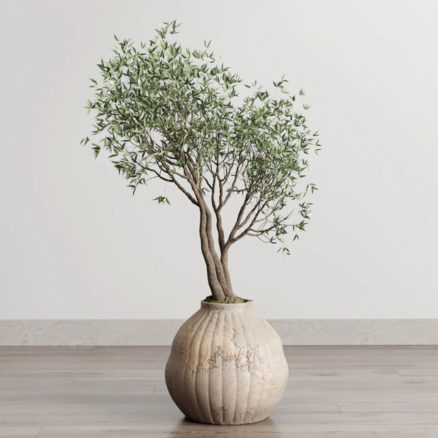 Olive tree in an old earthenware vase indoor collection 182 — Descargar