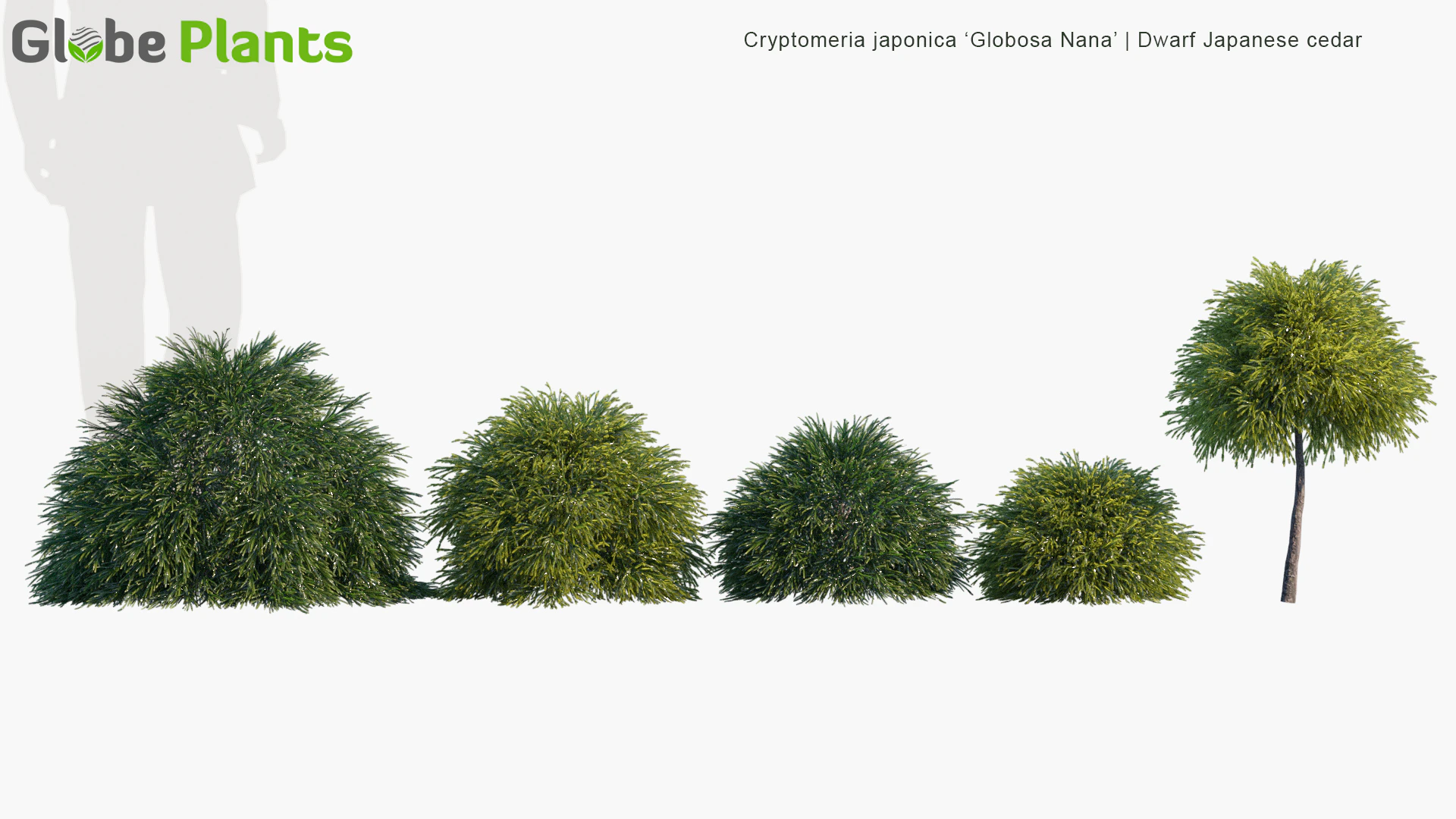 cryptomeria japonica globosa nana — Скачать