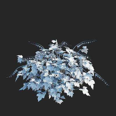 Дицентра великолепная цветы | Dicentra spectabilis — Вид 2