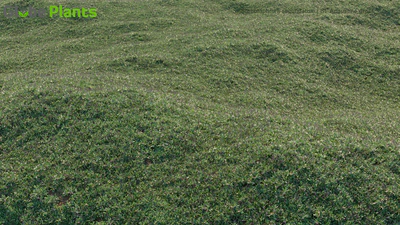 stenotaphrum secundatum — download