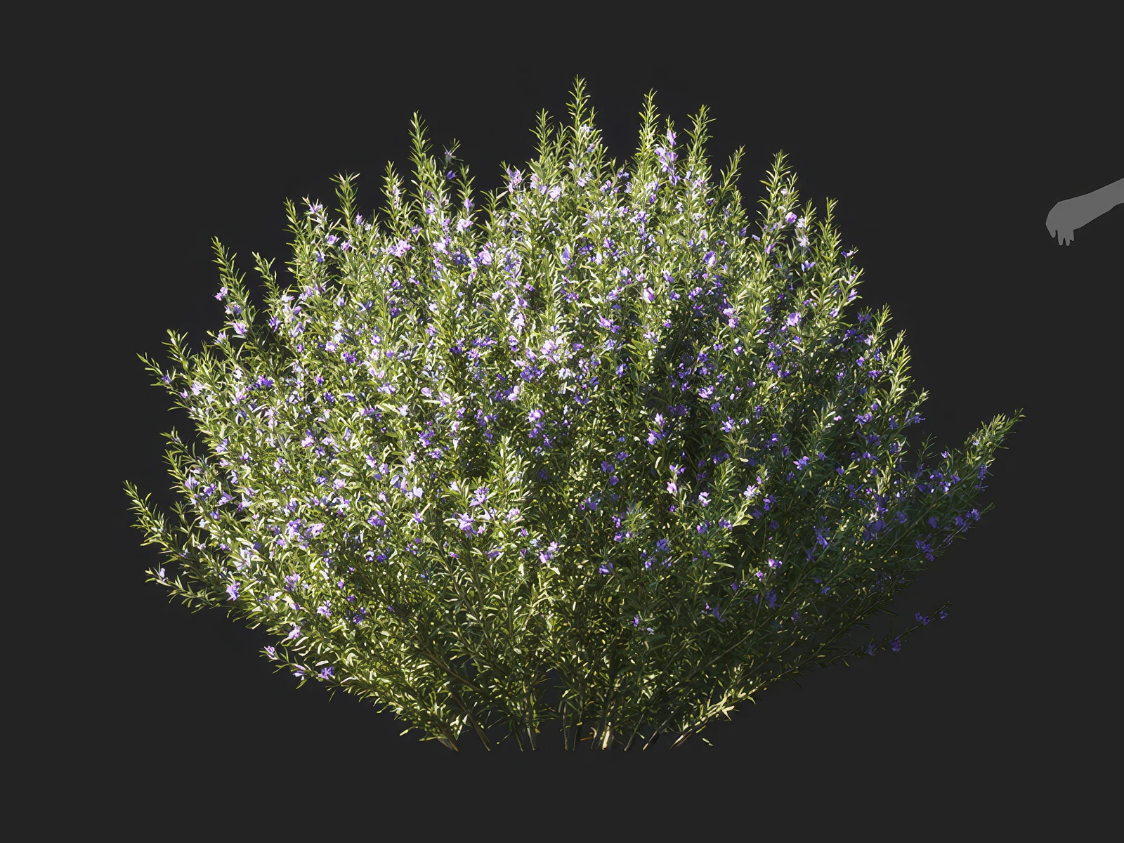 salvia rosmarinus 003 — Download