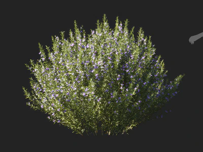 salvia rosmarinus 003 — download