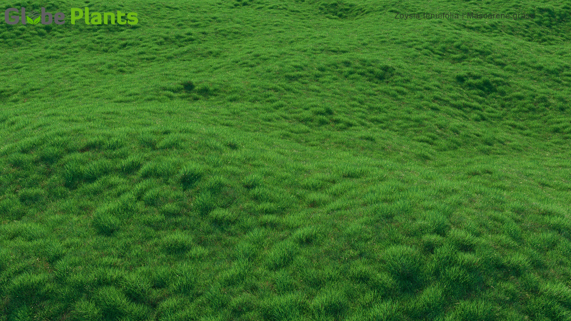 zoysia tenuifolia — Скачать