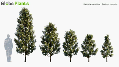 magnolia grandiflora — download