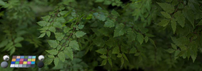 leaf 006 — download