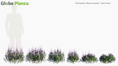plectranthus mona lavender — download