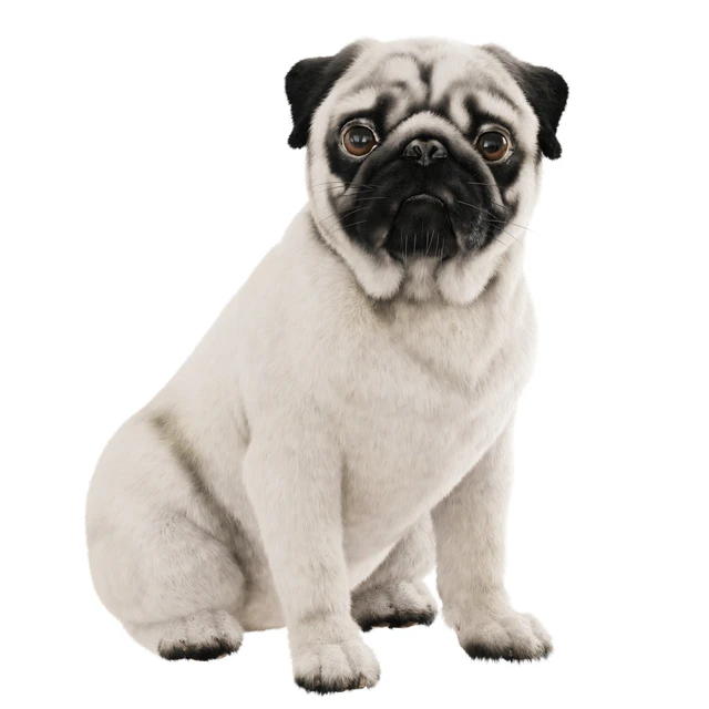 Realistic pug dog — Descargar