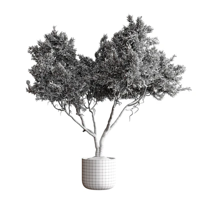 Indoor plant 04 - Tree in a pot — Ver 4