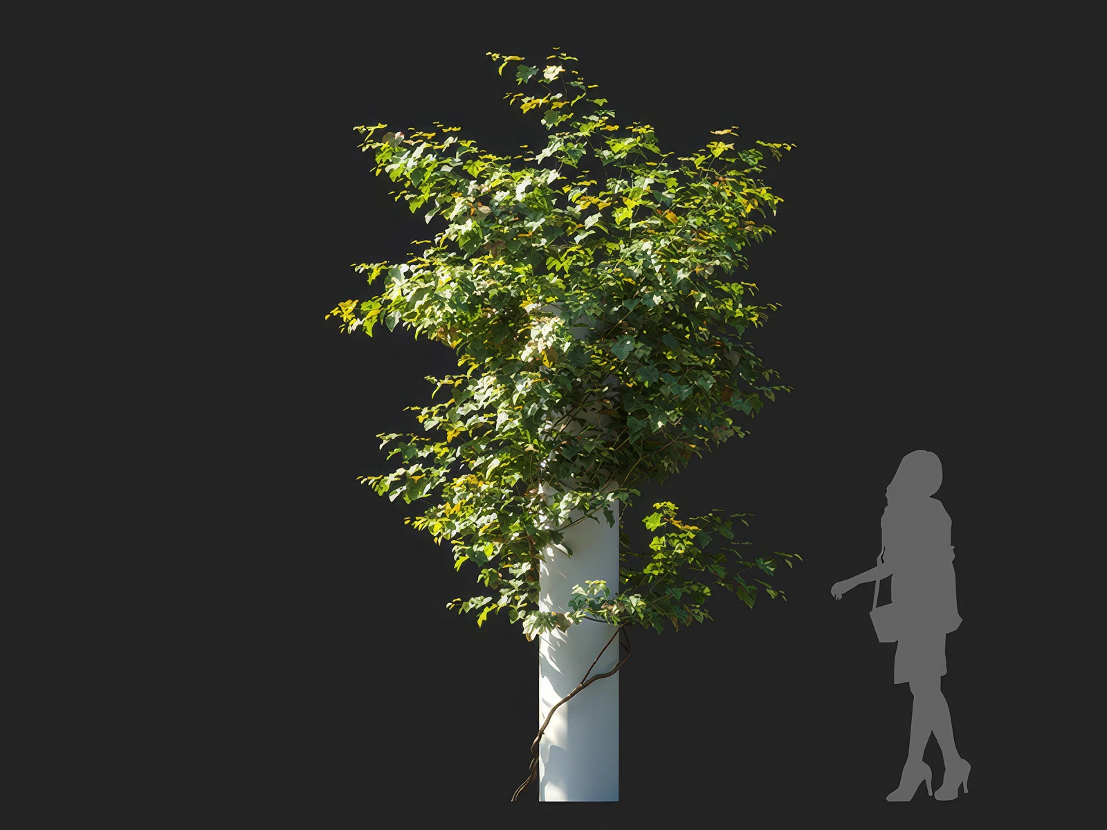 vitis vinifera 003 — Download