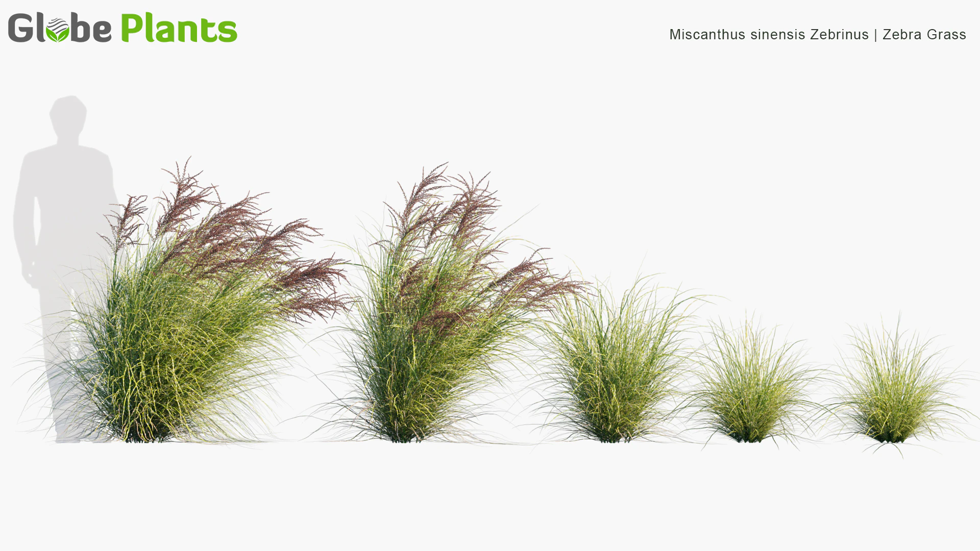 miscanthus sinensis zebrinus — Download
