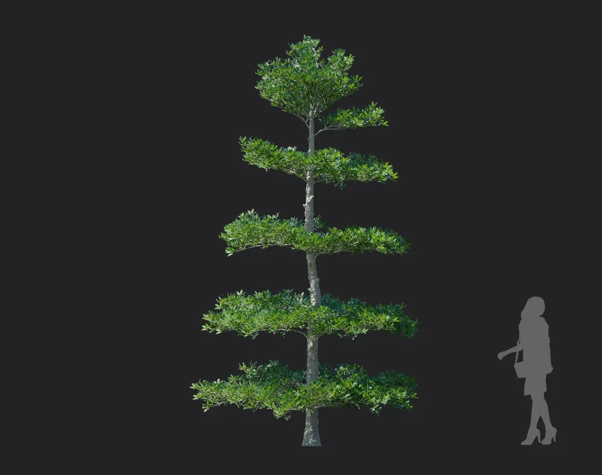 ternstroemia gymnanthera 003 — Скачать