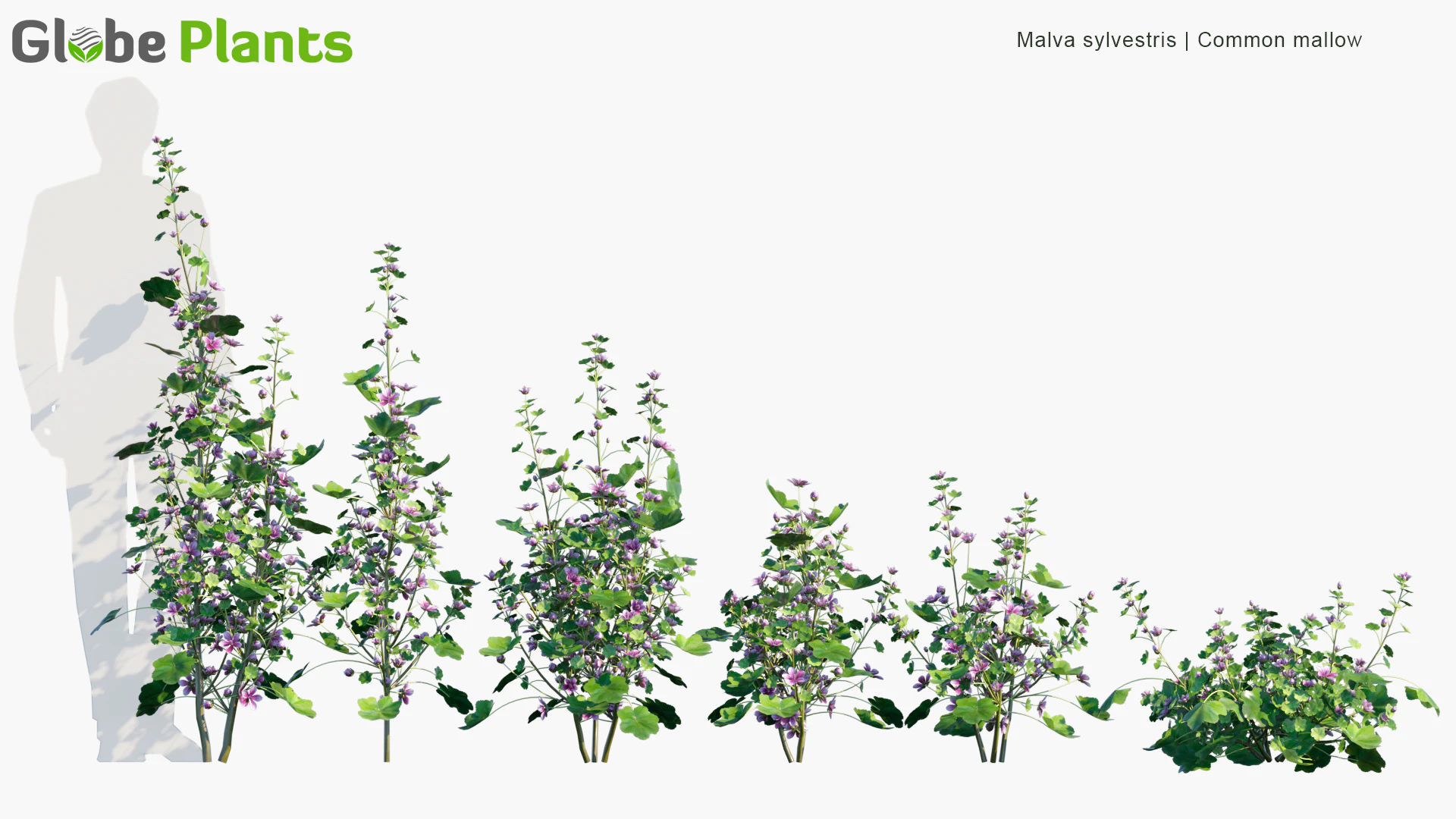 malva sylvestris — Скачать